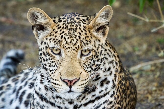 Full Day Private Tour in Chobe - Itinerary