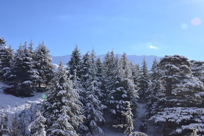 Full-Day Private Tour to Qadisha Valley, Bcharre and Cedars