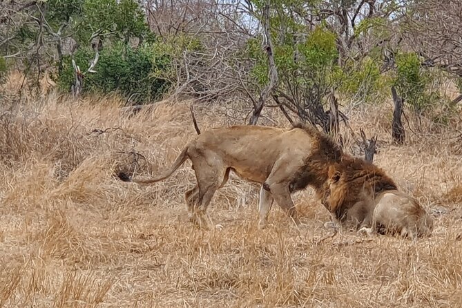 Full Day Safari From Johannesburg - Pilanesberg Nature Reserve - Tour Details and Pricing