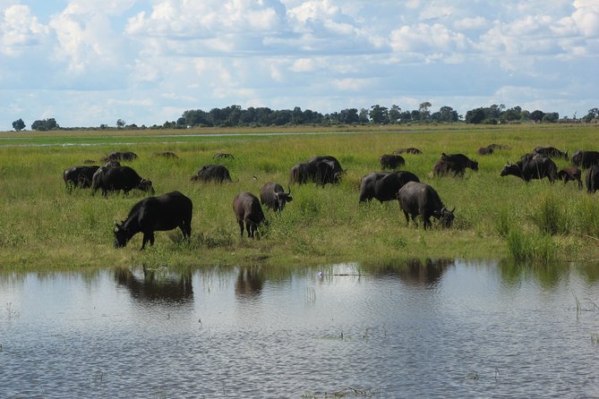 Full-Day Safari in Botswana From Zambia - Additional Information