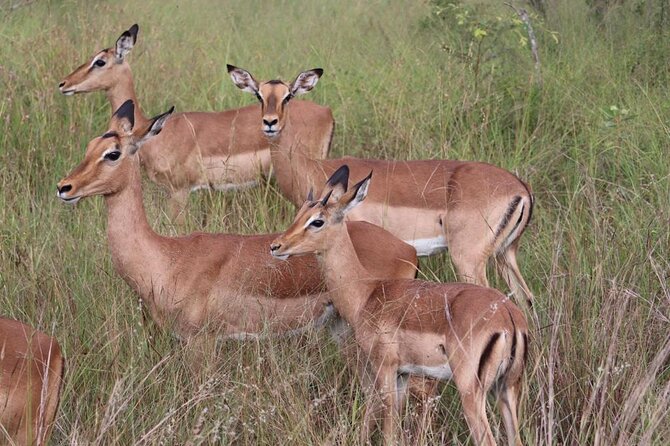 Full-Day Safari in Maputo National Park - Pickup Details