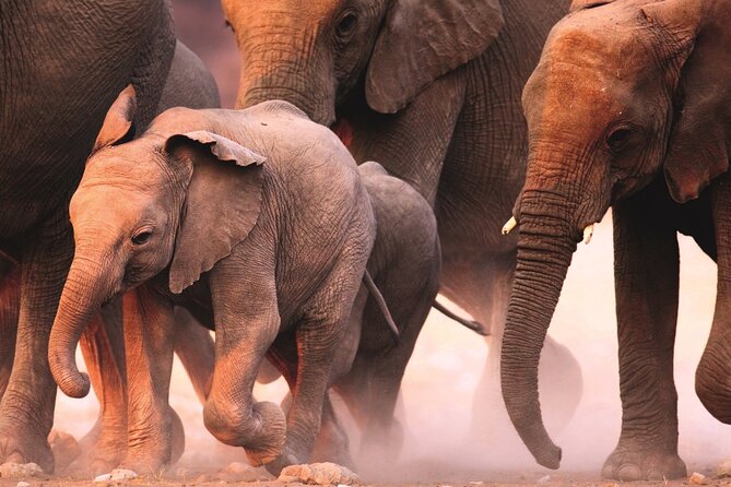 Full Day Safari to Mikumi National Park From Zanzibar With Lunch - The Sum Up