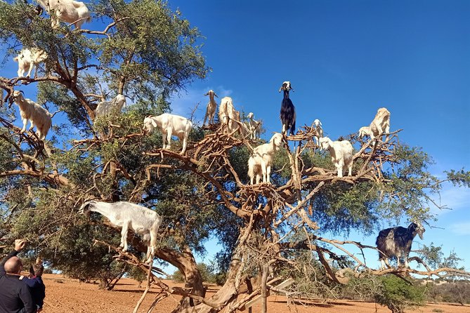 Full Day Tour Essaouira Day Tour From Marrakech - Directions and Accessibility
