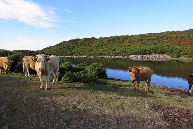 Full Day Tour in 4x4 Jeep to Porto Moniz and Fanal - Frequently Asked Questions