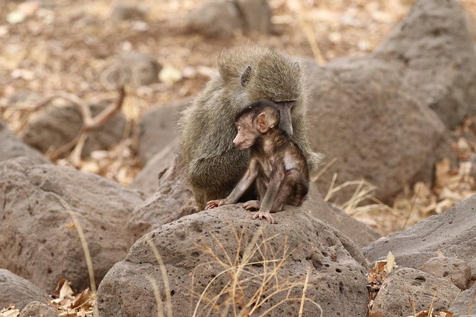 Full-Day Trip to Tarangire National Park - The Sum Up