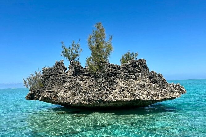 Fully Day Tour: Dolphin Encounters, Crystal Rock at Benitiers Island - The Sum Up