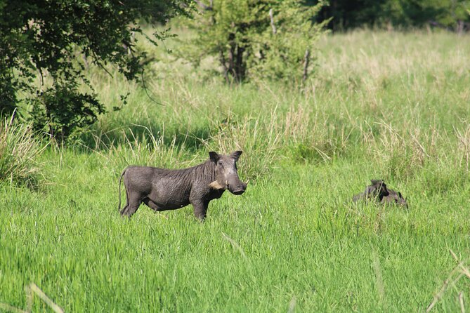 Game Drive in the Mosi Oa Tunya National Park - Livingstone - Booking and Cancellation Policies