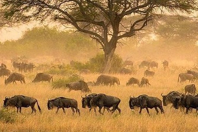 Game Drive Into the Musi Otunya National Park - Directions and Accessibility