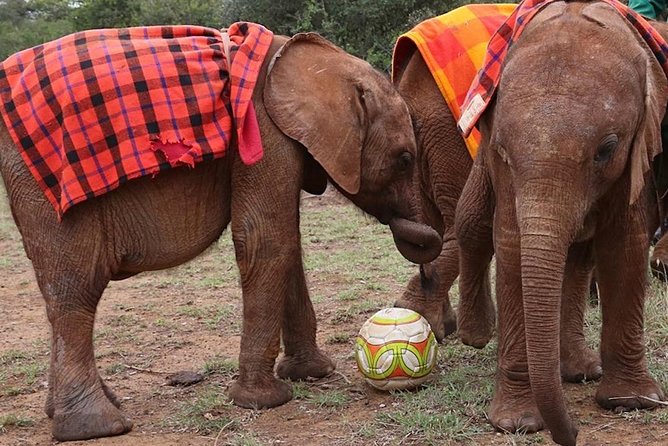 Giraffe Center & Elephant Orphanage Guided Day Tour - Cancellation Policy