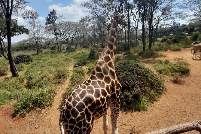 Giraffe Centre and Animal Orphanage Guided Tour In Nairobi. - Booking Information