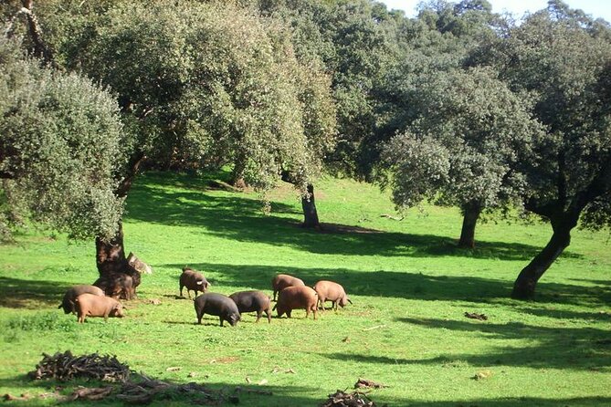 Grotto of Wonders and Ham Museum in Aracena - Meeting Instructions: Near Santa Justa Station