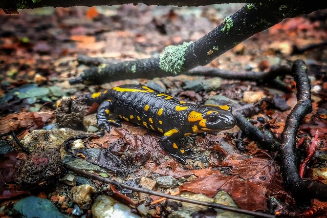 Guided Balkan Deep Forest Tour - Tour Directions and Operator