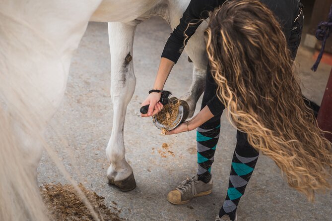 Guided Experience to Learn About Horses and Horse Care - Accessibility and Amenities Offered