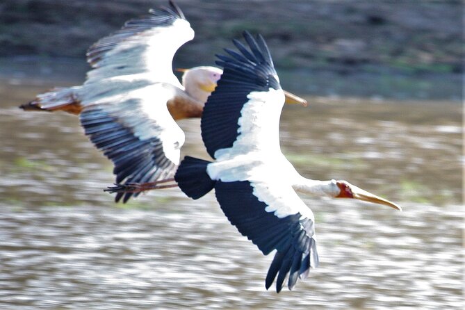 Guided Safari Tour, Lodging & Meals, S. Luangwa National Park by Landcruiser 4x4 - Online Booking Option