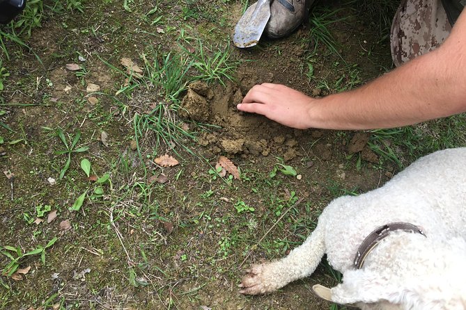 Guided Truffle Hunt Istria - The Sum Up