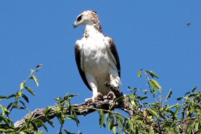 Half-Day Birding Tour of Livingstone - Customer Reviews and Ratings