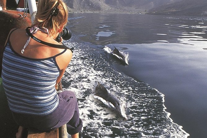 Half Day Dolphin Watching Musandam Dhow Cruise - Reviews and Ratings