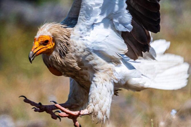 Half-Day Group Guided Birdwatching Tour With Ravadinovo Castle - Availability