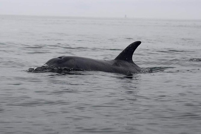 Half Day Kayaking Adventure in Walvis Bay - Reviews