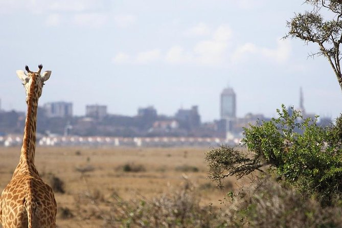 Half Day Nairobi National Park - Price Details