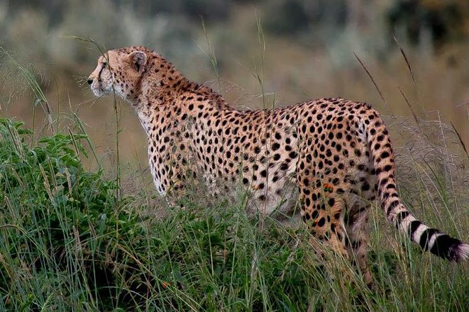 Half-Day Nairobi National Park Safari From Nairobi With Free Pickup - Pickup Information