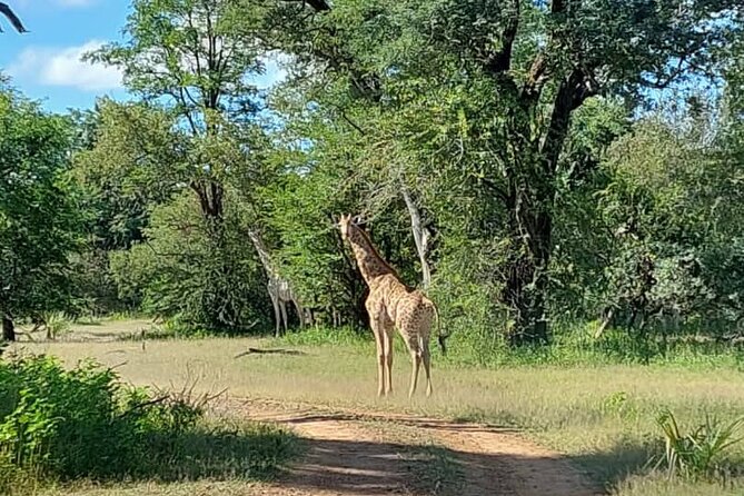 Half-Day Nature Walk in Mosi-Oa-Tunya National Park From Livingstone - Booking Details