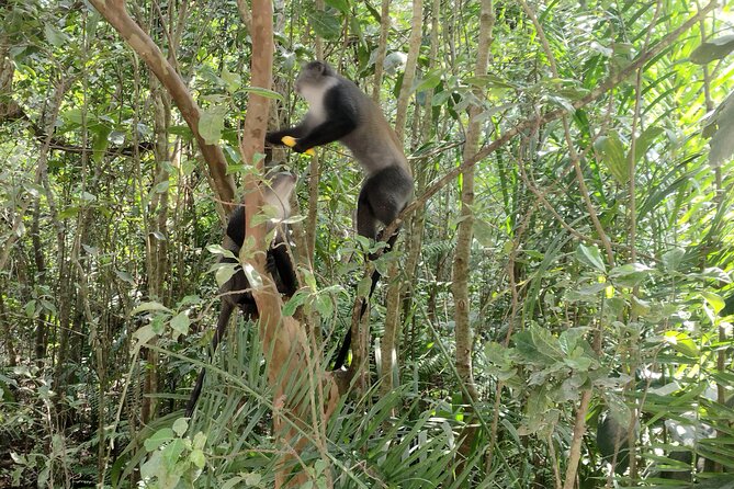 Half-Day Private Jozani Chwaka Bay Forest Tour in Zanzibar - Activities