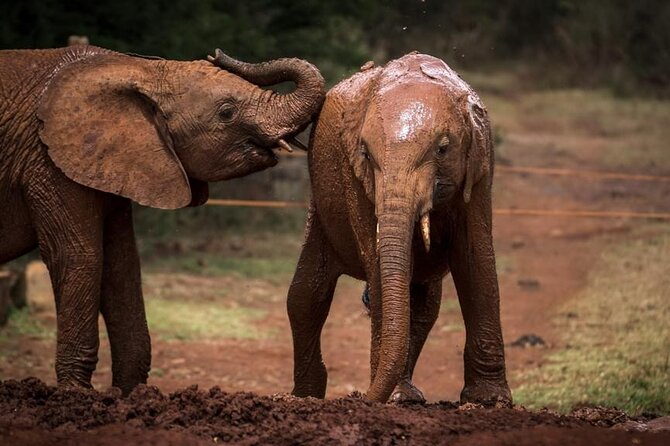 Half Day Tour to Elephant Orphanage & Giraffe Centre Nairobi - Frequently Asked Questions