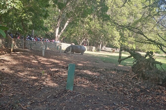 Haller Park Tour Observing Hippos, Giraffes, Birds, Monkeys, Crocs & Others - Frequently Asked Questions