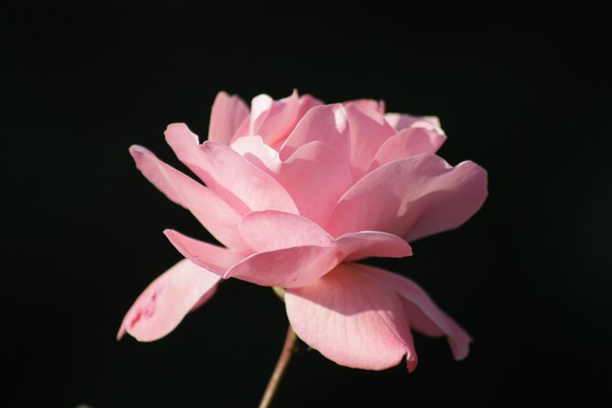 Harar, Eastern Ethiopia; 3 Days / 2 Nights - Pricing and Availability