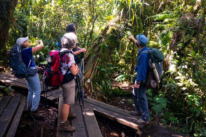 Hike: Bélouve Rainforest and Trou De Fer - Start Time