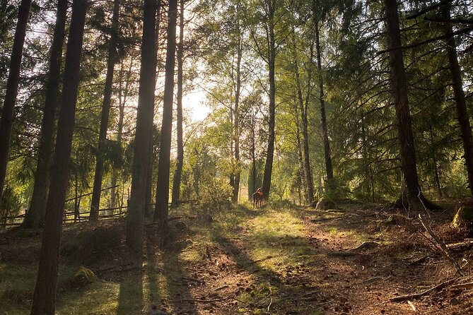 Hike With Wild Forage Surviving Tips and Local Lunch at the Lake - Cancellation Policy