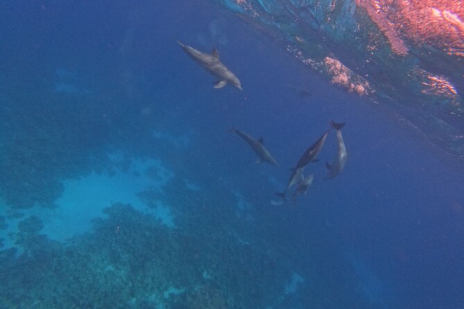 Hurghada Speedboat Dolphin Watching and Snorkeling - Cancellation Policy