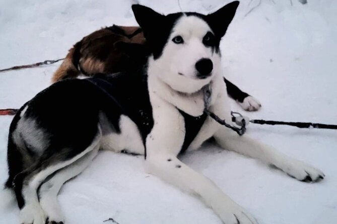 Husky Sledding Ride in Levi 5 KM - Pricing
