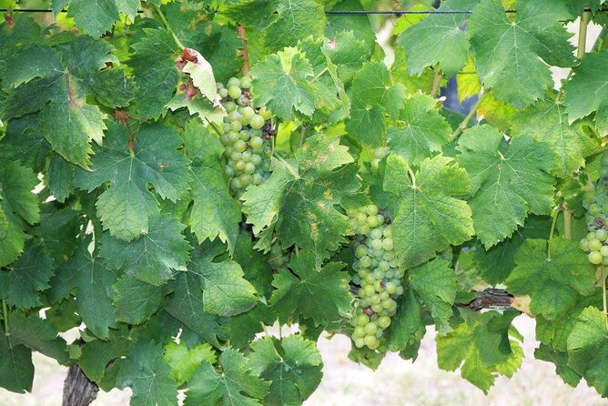 Jeep Tour Through Arrábida, Azeitão, and Wine Tasting - Accessibility Information