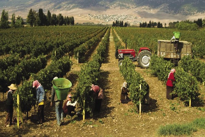 Journey Through Lebanese Wine: A Private Tour in the Beqaa Valley - Transportation Details