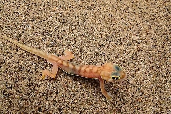 Kayaking and Sandwhich Harbour Dune 4x4 Combo - Inclusions and Group Size