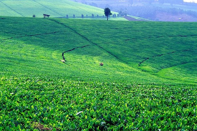 Kiambethu Tea Farm Day Tour From Nairobi - Wildlife Encounters