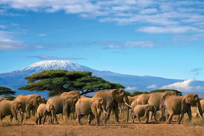 Kilimanjaro Day Trip Starting From Arusha - Booking and Cancellation Policy