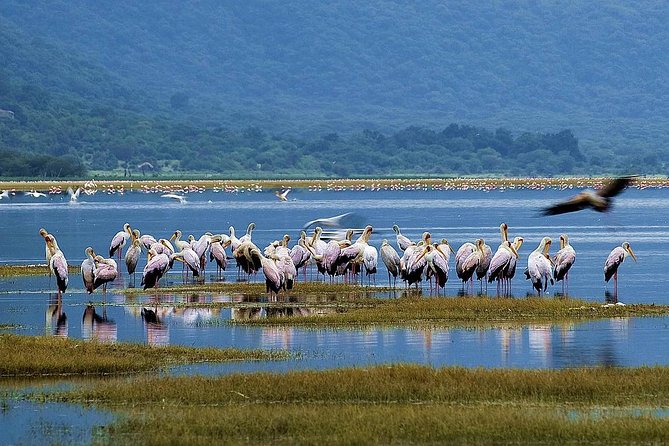 Lake Manyara Guided Day Tour From Arusha - Frequently Asked Questions