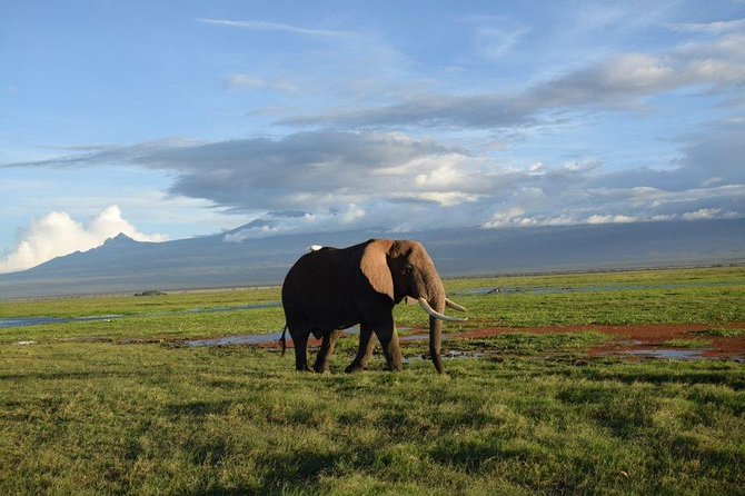 Lake Manyara National Park Full-day Tour - What To Expect Upon Booking
