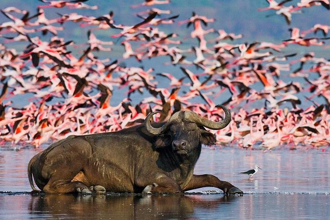 Lake Nakuru Day Trip From Nairobi - Reviews and Feedback