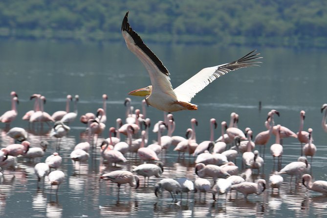 Lake Nakuru Daytrip Using Safari Landcruiser - Expectations and Requirements