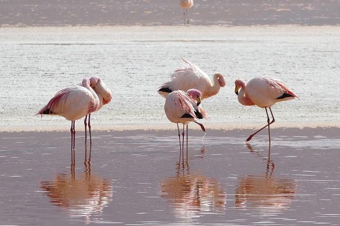 Lake Nakuru, Naivasha & Masai Mara 4 Days Private Jeep Safari - Frequently Asked Questions