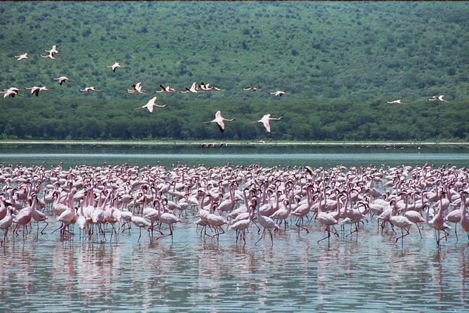 Lake Nakuru National Park Day Tour From Nairobi - Important Reminders