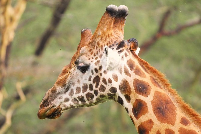 Lake Nakuru Park/Lakenaivasha Boat Ride Riftvalley Day Trip - Operational Details