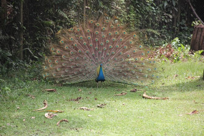 Lekki Conservation Center Extraordinary Tour - Frequently Asked Questions