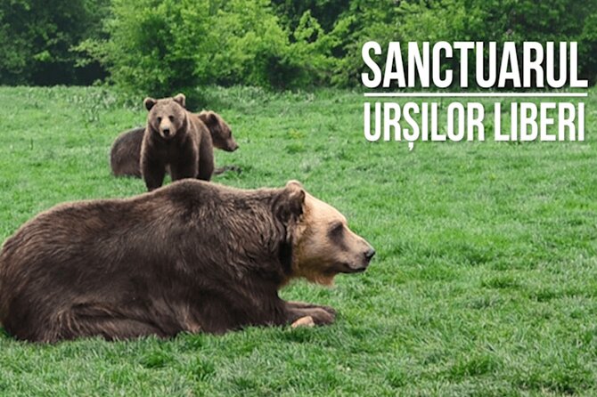 Libearty Bear Sanctuary and Dracula Castle From Brasov - Cancellation Policy