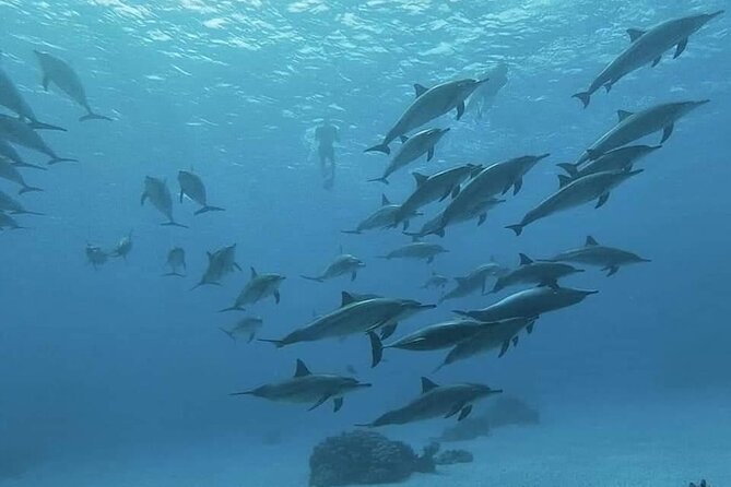 Luxurious Private Speedboat Tour With Dolphin Watching - Inclusions