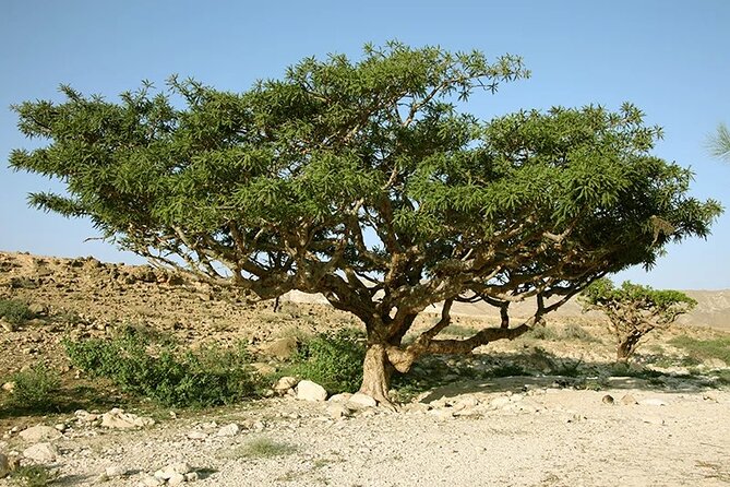 Luxury Overnight Desert Safari in Salalah - How to Reserve Your Spot